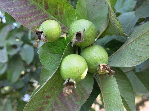 allahabad safeda guava plant online