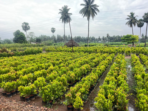 best nursery in kadiyam