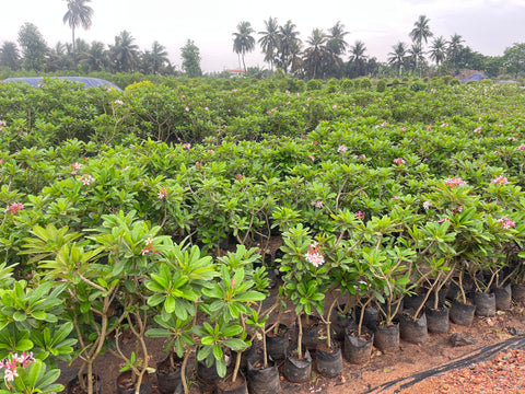 biggest nursery in kadiyam