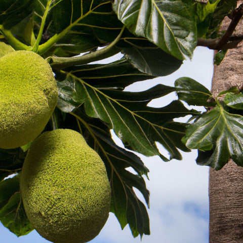 breadfruit tree for sale