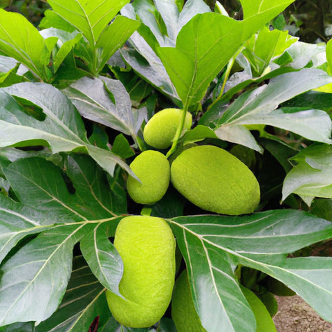 breadfruit tree pictures