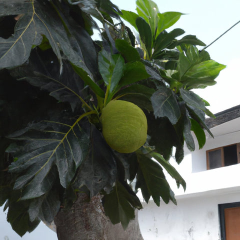 breadfruit trees for sale