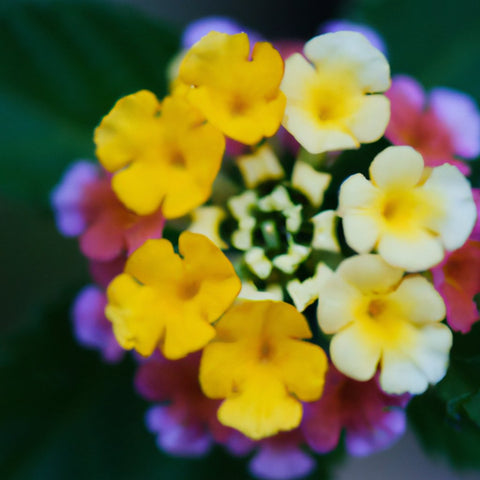 buy lantana plants online