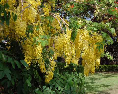 Cassia fistula