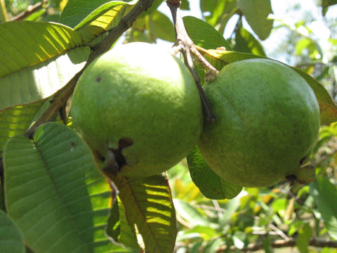 guava l49 plant supplier