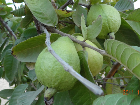 guava plant nursery near me