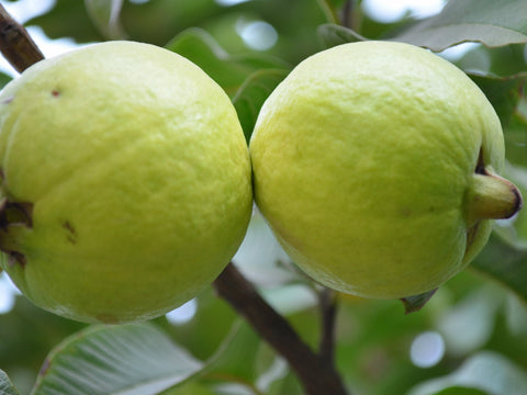 guava tree for sale