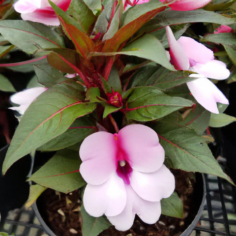 The Impatiens Plant: A Comprehensive Guide To Growing The Super Easy-T —  Kadiyam Nursery