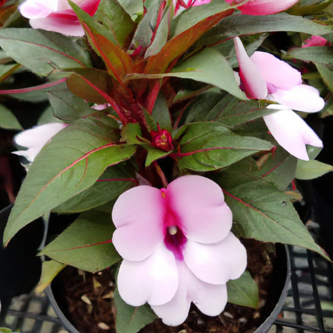 impatiens plants for sale near rajamahendravaram, andhra pradesh