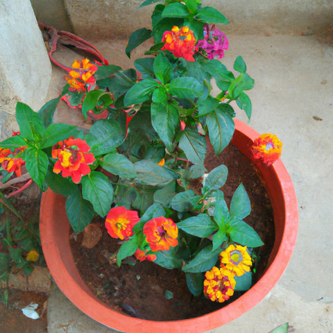 lantana plants for sale uae