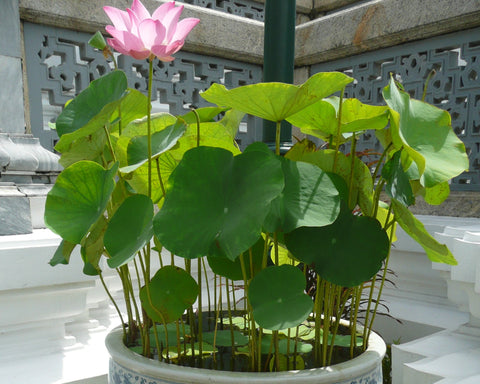 lotus plant