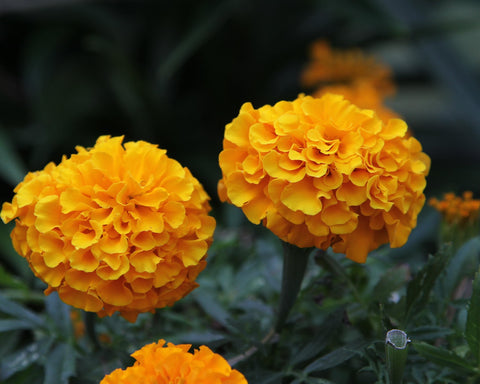 marigold plant