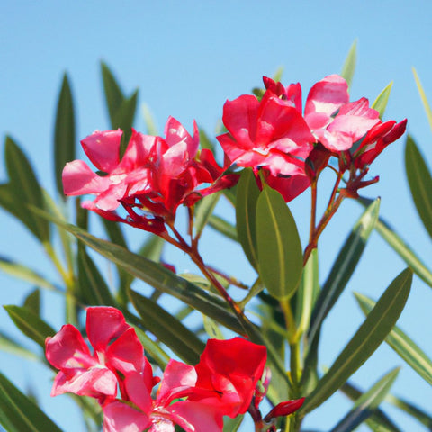 काकीनाडा, आंध्र प्रदेश के पास बिक्री के लिए नेरियम के पौधे