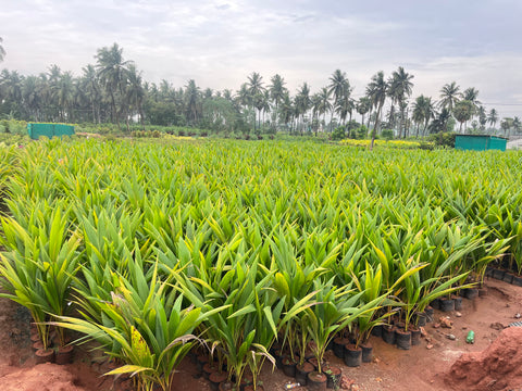 rajahmundry nursery