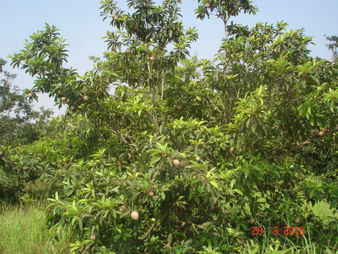 राजमहेंद्रवरम के पास बिक्री के लिए चीकू का पेड़