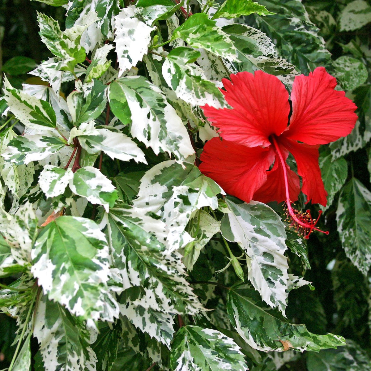 Beautiful Snowflake Hibiscus Rosa Sinensis Plant For Sale — Kadiyam Nursery