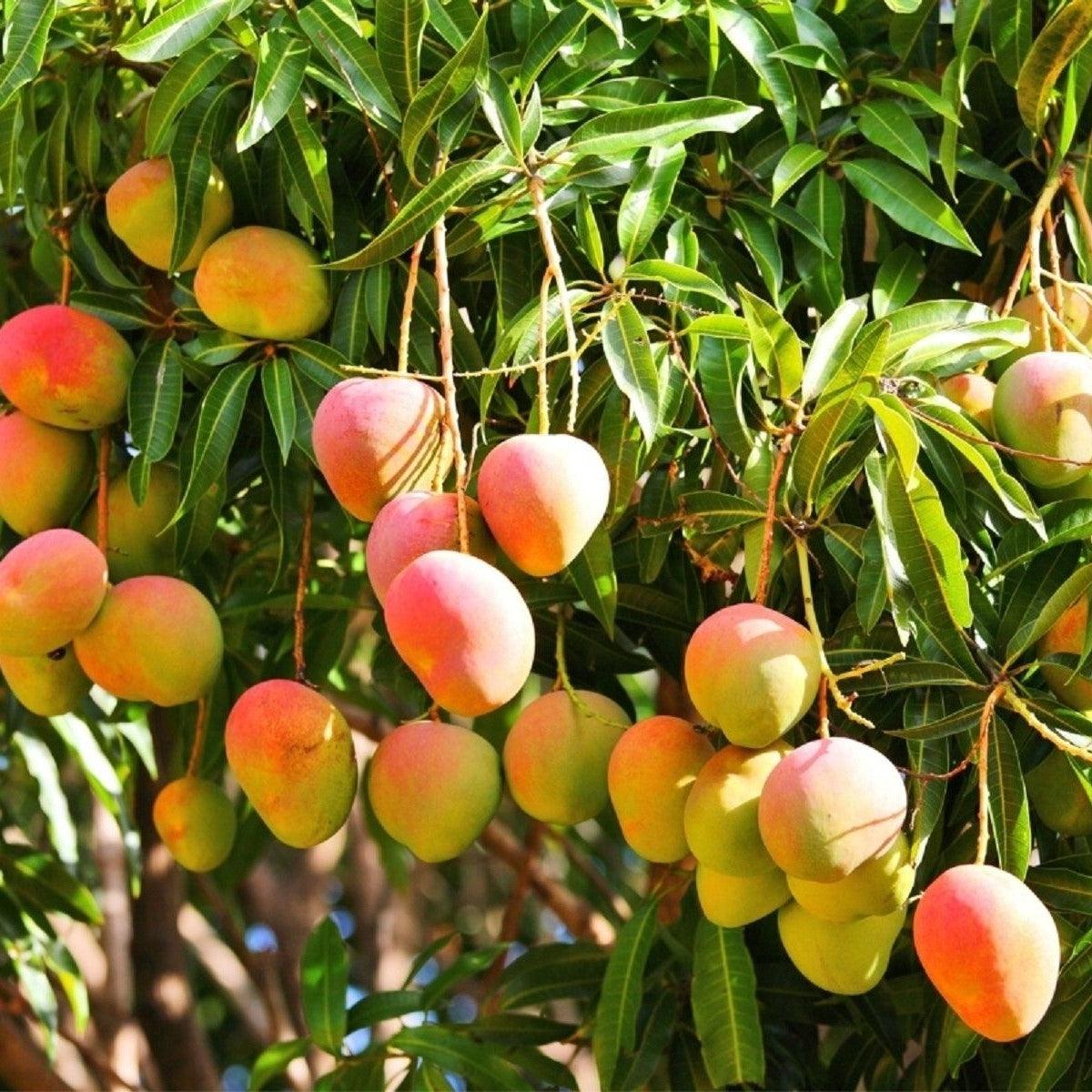 Alphonso Mango Plant Ratnagiri Grafted 1 Healthy Live Plant Kadiyam Nursery 1 1200x1200 ?v=1662731270