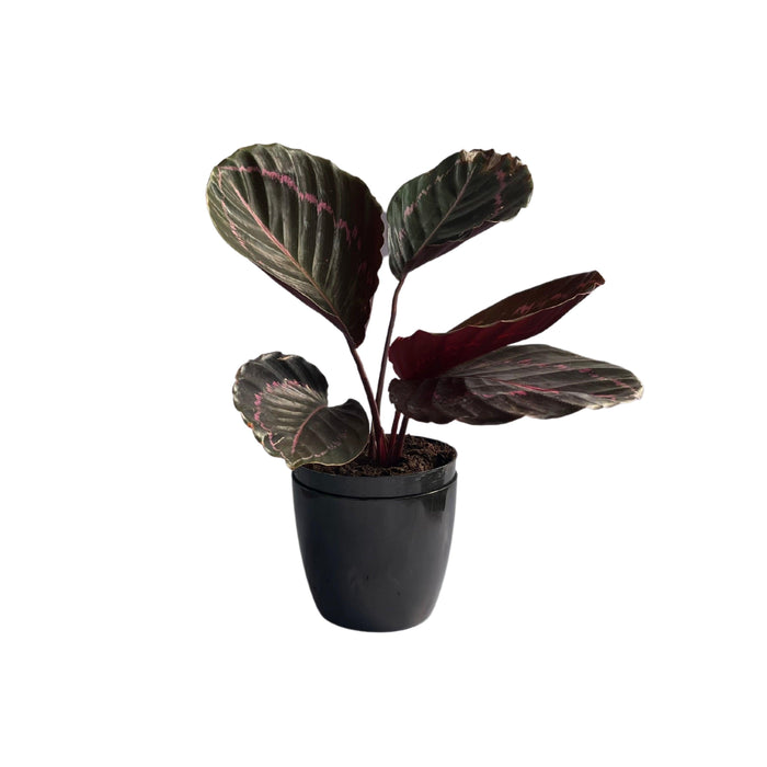 Calathea Dottie Big The Four Seasons Calathea Roseopicta Dottie Rare I —  Kadiyam Nursery