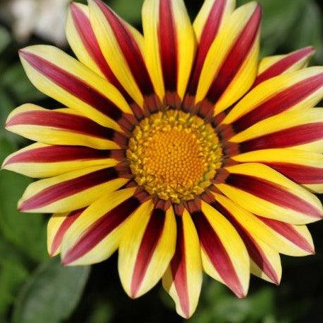 Brighten Your Garden with the Dwarf Gazania Plant - Gazania rigens nan —  Kadiyam Nursery