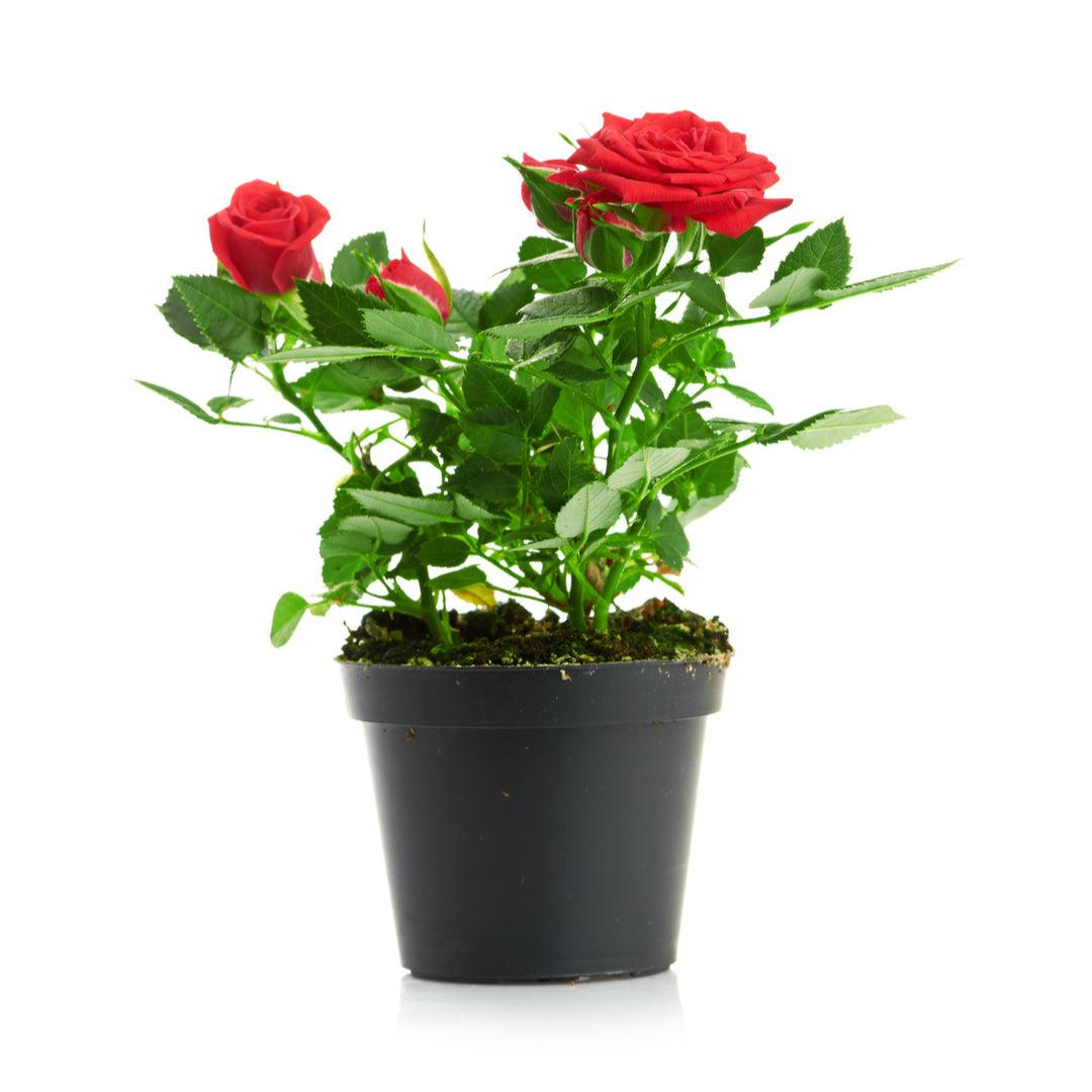 Hybrid Red Rose Flower Plant (Live Plant. Variety Roses) 1- Live ...