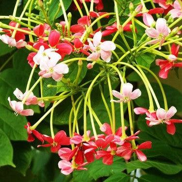 ARCHANA🧿 on Instagram: MORNING SCENES WITH RANGOON CREEPER (मधु मालती  )BLOOM IN MY GARDEN I am in awe to see this beauty blooming and my home  entrance &GARDEN look majestic 💗🤍 💗