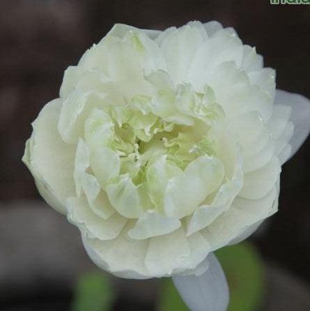 Magnificent White Double Nelumbo Alba Plena Plant - Buy Now! — Kadiyam  Nursery
