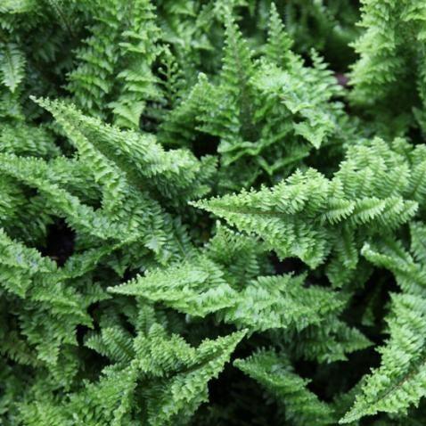 10 Different Types of #JaaduKiJhappis - Ferns N Petals