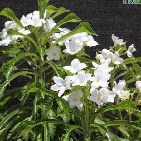 Stunning Plumeria Pudica - The Perfect Addition to Your Garden — Kadiyam  Nursery