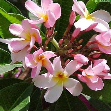 plumeria light pink