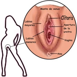 donde esta el clitoris