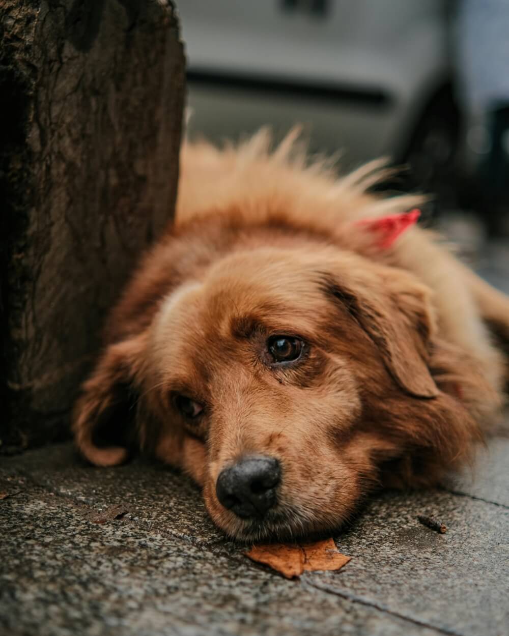 A Golden Retriever lying on a damp ground, highlighting how hard it can be for a dog to be cool in summer