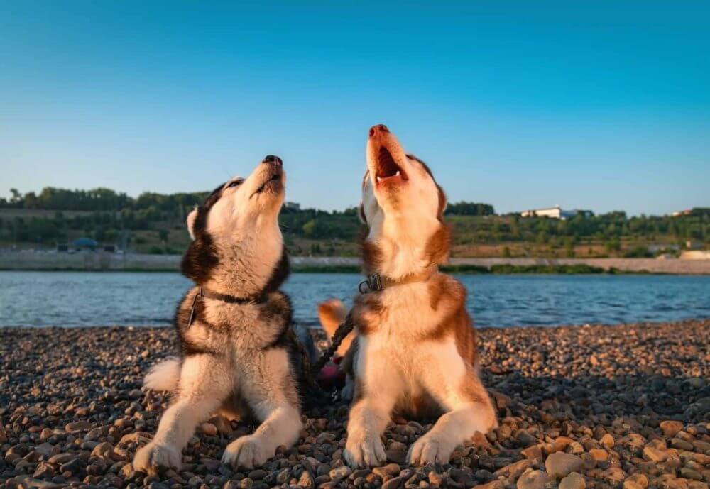 why do dogs howl