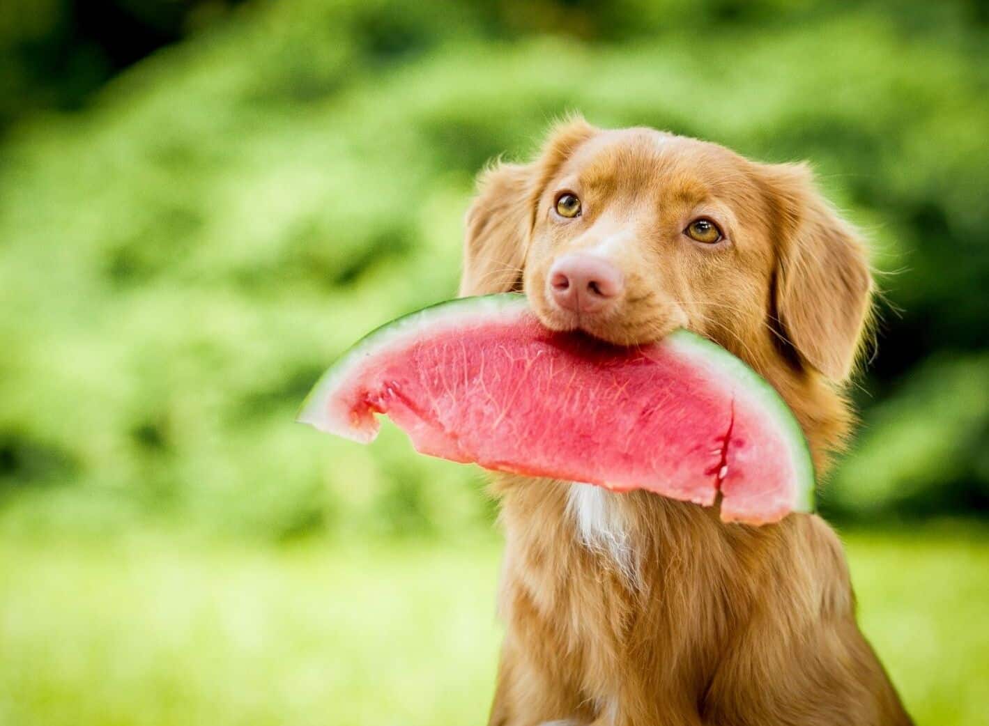 can dogs eat fruit