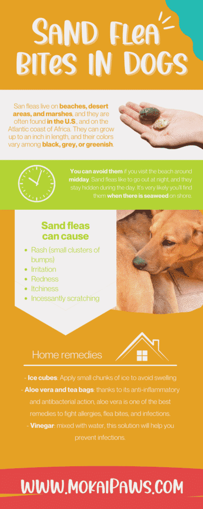 Sand Flea Bites: Pictures, Treatment, and Prevention