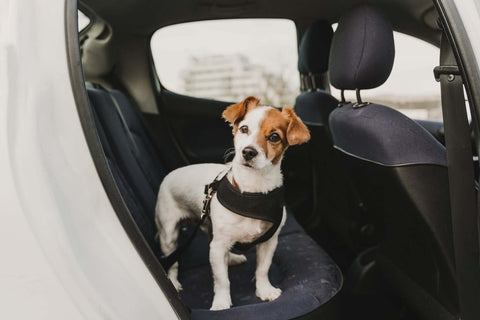 dog pants in car