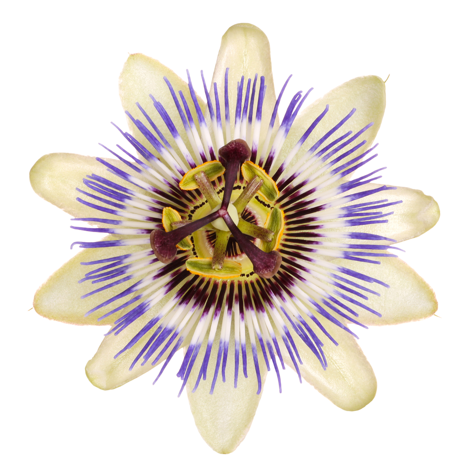 extracted_passionflower_111885362.png__PID:51938f2a-1e82-41c4-9046-c3bbc4e56484