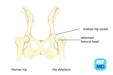 hip dysplasia in dogs