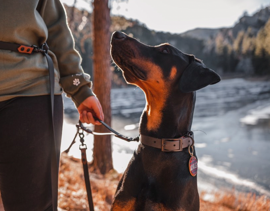 Two Tone Biothane Leash - Moxie Collars