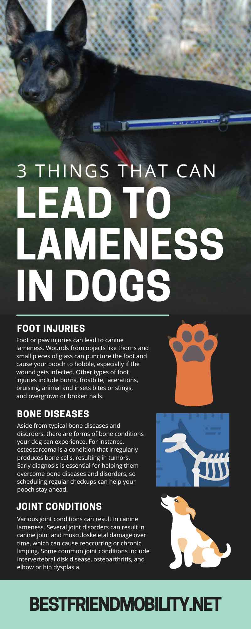 3 Things That Can Lead to Lameness in Dogs