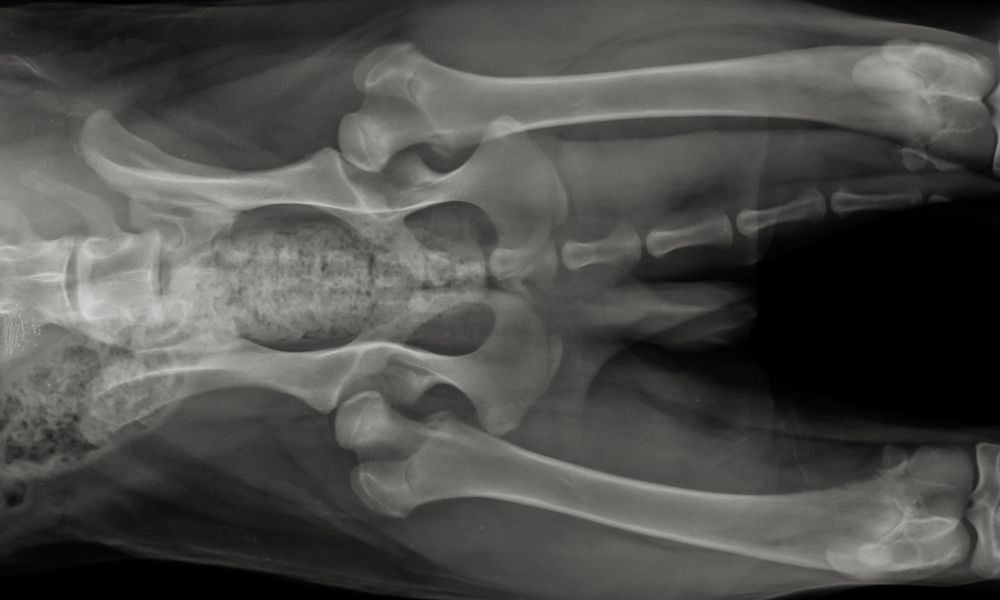 5 Things Dog Owners Need To Know About Canine Hip Dysplasia