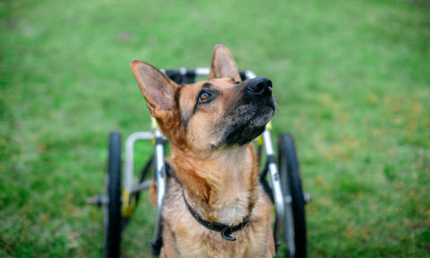How To Care for a Dog With Degenerative Myelopathy
