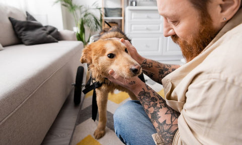 5 Ways To Modify Your Home for a Pet With Mobility Issues