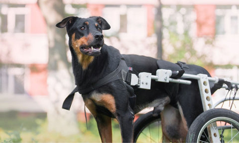 Essential Outdoor Gear for Dogs With Mobility Challenges