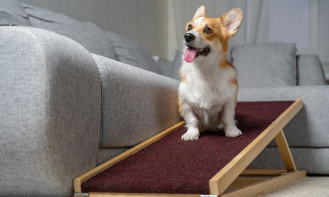 DIY Pet Ramps: Aiding Your Furry Friend To Climb With Ease