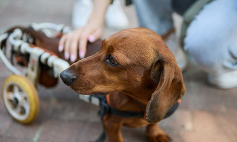 Preparing for Travel With a Mobility-Impaired Pet