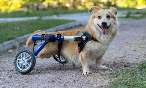 4 Best Exercises for Dogs in Wheelchairs