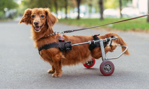 Skin and Coat Hygiene Tips for Pets in Wheelchairs