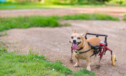 The Benefits of Skates for Dogs in Wheelchairs