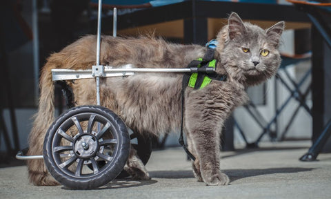 Recognizing Signs of Mobility Issues in Cats