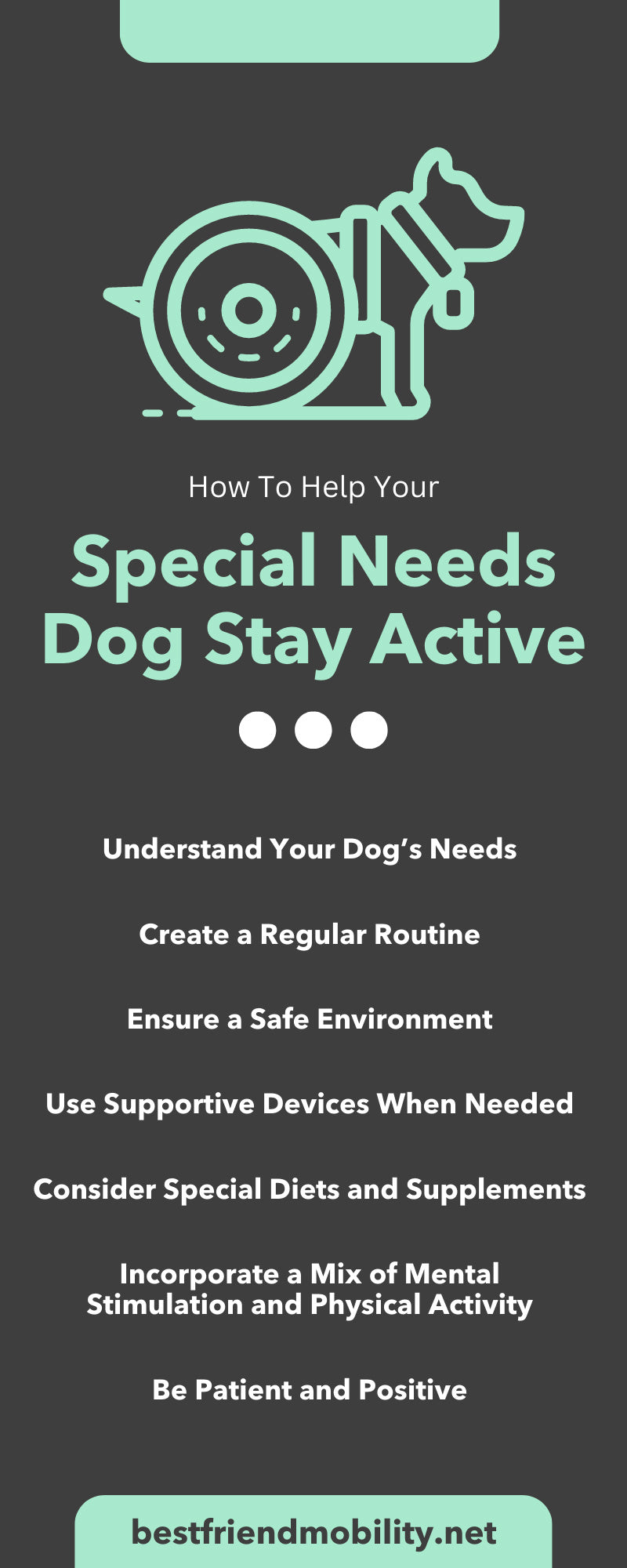 How To Help Your Special Needs Dog Stay Active